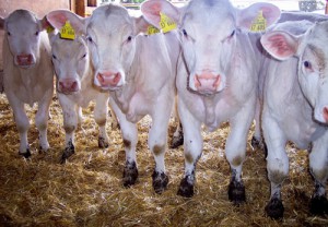 Charolais Rinder im Stall auf dicker Einstreuschicht